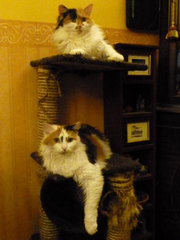 Button, the daughter at the top and Custard the mother below